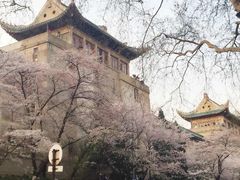-武汉大学-樱园