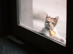 -Again Coffee Roaster(香蜜湖店)