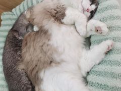 -MOCHA明星猫咖(田子坊店)