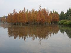 -白鹭湾湿地公园