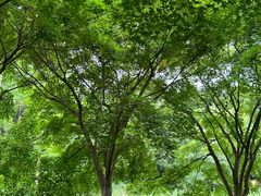 -昆山城市生态森林公园