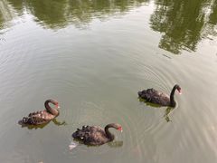 -辛玛王国游乐园