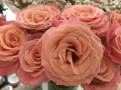 -双季花艺园艺市场(浦东店)