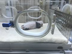 大熊猫宝宝-成都大熊猫繁育研究基地
