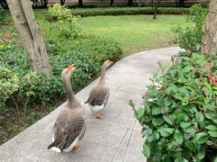 -上海虹桥迎宾馆