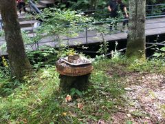 -峡谷浮石林景区