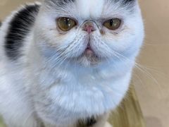 -藏猫猫咖啡主题馆(中央大道店)