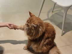 -藏猫猫咖啡主题馆(中央大道店)