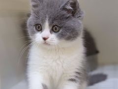 -lincat·猫舍(广州店)