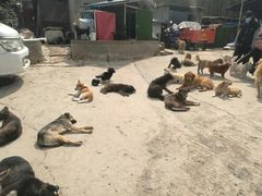 -成都爱之家动物救助中心
