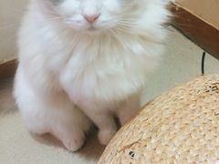 -藏猫猫咖啡主题馆(中央大道店)