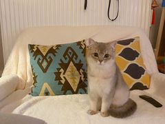 -美联众合动物医院(·中兽医·疑难杂症·严家桥分院)