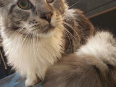 -瞄一喵猫咖(格力海岸店)
