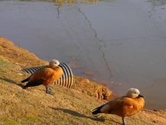 -鄱阳湖国家湿地公园