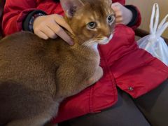 -MOCHA明星猫咖(田子坊店)