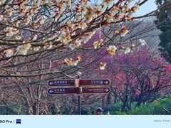 -梅花山(明孝陵内)