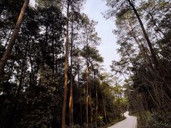 -南山植物园