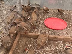 -青藏高原野生动物园