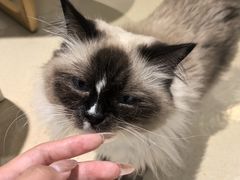 -藏猫猫咖啡主题馆(中央大道店)