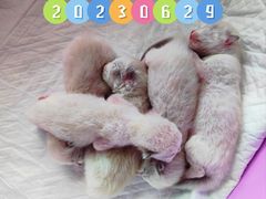 -艾贝尔宠物诊疗