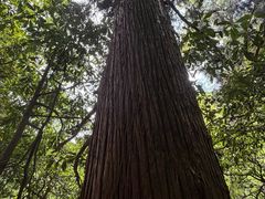 -天目山大树王景区