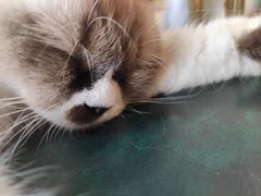 -喵喵咪呀布偶猫咖(春熙路店)