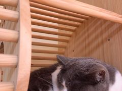 -猫和宫(六道口店)