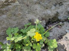-上海佘山国家森林公园天马山园