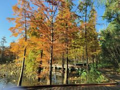 -昆山城市生态森林公园