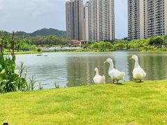 -香山湖公园