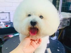 -Goku PET SHOP宠物视觉生活馆(双井店)