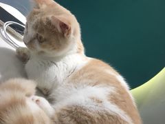 -飞行喵MR PILOT|猫舍·猫咖(静安大融城店)