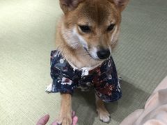 -逗柴咖啡屋·狗咖猫咖宠物桌游