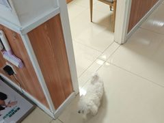 -宠福鑫动物医院(望京分院)