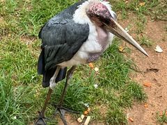 -西霞口神雕山野生动物世界