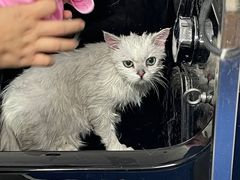 -博特宠物医院24h犬猫全科.骨科·异宠