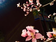 -桃花堤公园