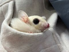 -守诺宠物医院·眼科· 神经外科·爬宠专科(虹口店)