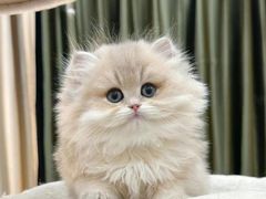 -欣宠猫屋·矮脚拿破仑·蓝金金渐层