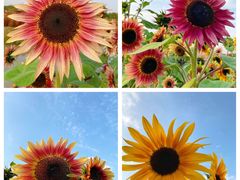 -花开海上生态园