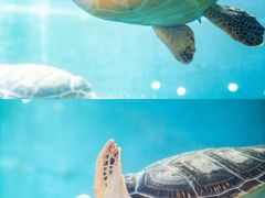 -广东惠东海龟国家级自然保护区