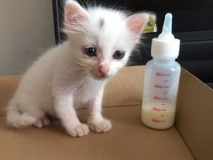 -瑞派康怡24h宠物医院·犬猫医疗中心·微创绝育(瑞景分院)