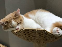 -藏猫猫咖啡主题馆(中央大道店)