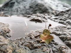 -柯岩风景区