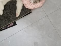 -瑞派天宁宠物医院·猫科·异宠中心