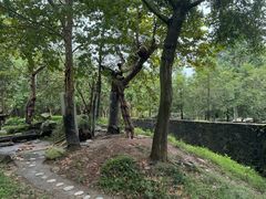 -都江堰中华大熊猫苑