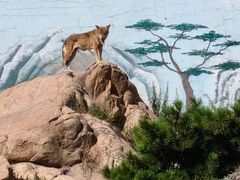 -西霞口神雕山野生动物世界