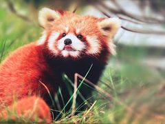 -成都大熊猫繁育研究基地