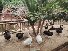 -呀路古热带植物园