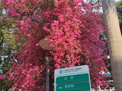 -广西医科大学第一附属医院